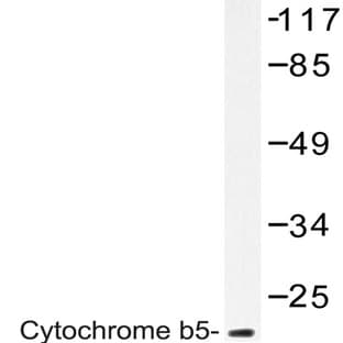 Cytochrome b5 (G82) pAb avatar