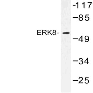 Cyclin H (E311) pAb avatar