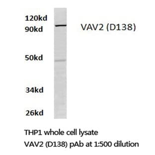 VAV2 (D138) pAb