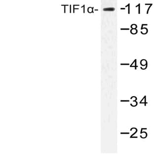 TIF1(alpha) (Q1034) pAb avatar