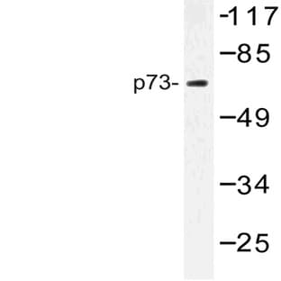 p73 (P298) pAb