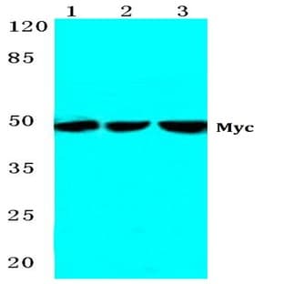 Myc (K422) pAb avatar