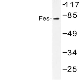 Fes (K161) pAb avatar