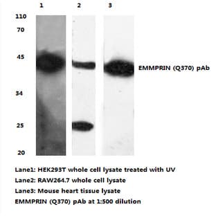 BSG / EMMPRIN (Q370) pAb