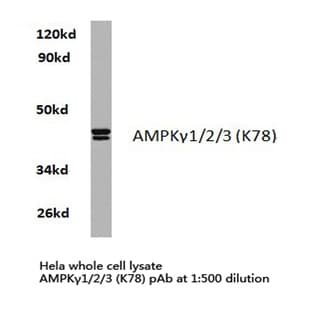 AMPK(gamma)1/2/3 (K78) pAb avatar