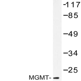 MGMT (C5) pAb avatar