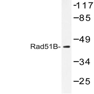 Rad51B (G226) pAb