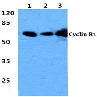 Cyclin B1 (Q144) pAb avatar