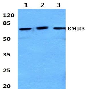 EMR3 (Y652) pAb