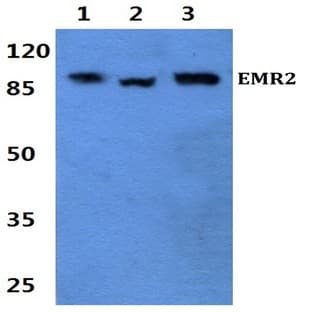 EMR2 (L160) pAb