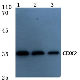 CDX2 (S283) pAb avatar