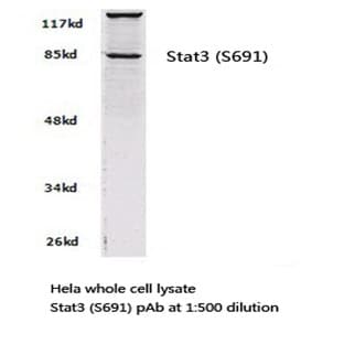 Stat3 (S691) pAb avatar