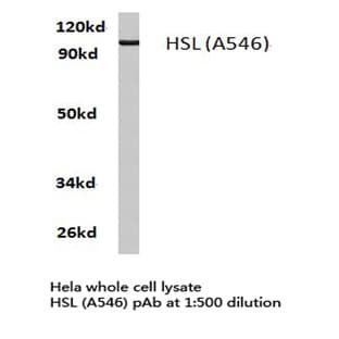 HSL (A546) pAb avatar