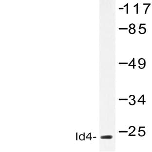 Id4 (S5) pAb avatar