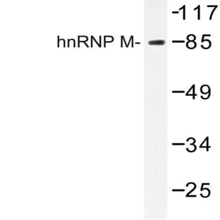 hnRNP M (P43) pAb