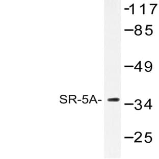 SR-5A (L35) pAb avatar