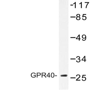 GPR40 (W224) pAb