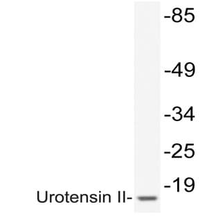 Urotensin II (I97) pAb avatar