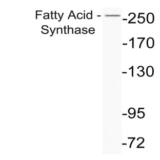 Fatty Acid Synthase (P1527) pAb avatar