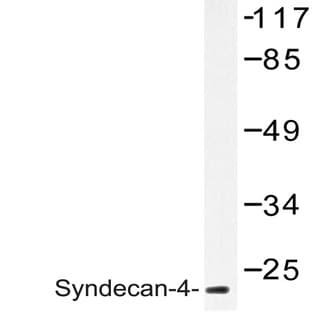 Syndecan-4 (K175) pAb