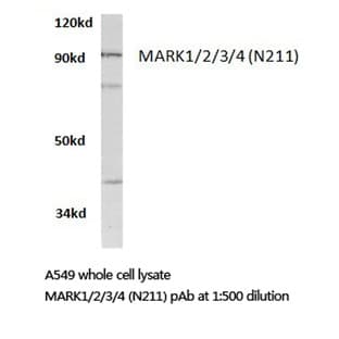 MARK1/2/3/4 (N211) pAb avatar