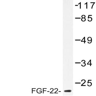 FGF 22 (A96) pAb avatar