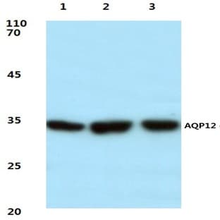 AQP12 (P265) pAb avatar