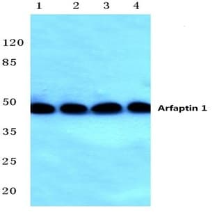 Arfaptin 1 (K314) pAb avatar