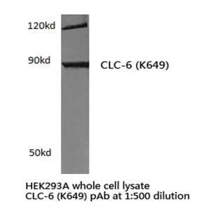 CLC-6 (K649) pAb avatar