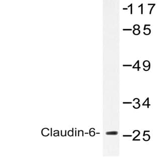 Claudin-6 (V118) pAb avatar