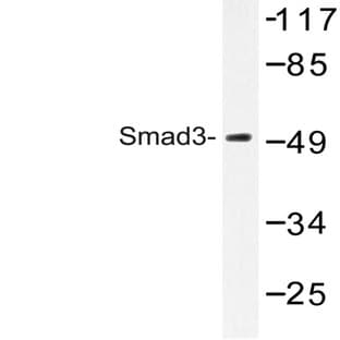 Smad3 (N175) pAb avatar
