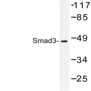 Smad3 (M200) pAb avatar