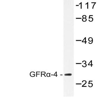 GFR(alpha)-4 (P178) pAb