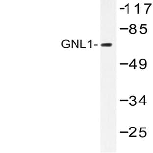 GNL1 (Q103) pAb avatar