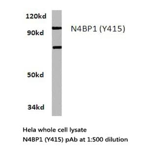 N4BP1 (Y415) pAb avatar