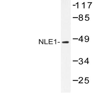 NLE1 (Y333) pAb avatar