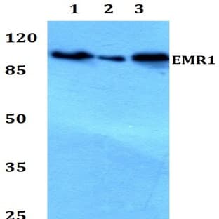EMR1 (T860) pAb