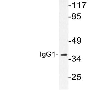 IgG1 (Q245) pAb avatar