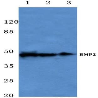 BMP2 (P275) pAb avatar