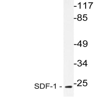 SDF-1 (M93) pAb avatar