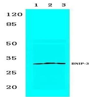 BNIP-3 (E96) pAb avatar