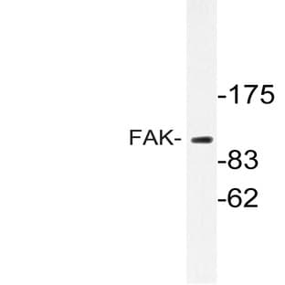 FAK (I855) pAb avatar