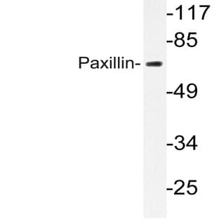 Paxillin (L25) pAb avatar