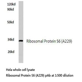 RPS6 (A229) pAb avatar