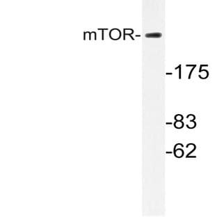 mTOR (S2442) pAb avatar