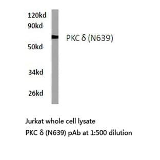 PKC (delta) (N639) pAb avatar