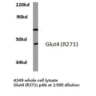 Glut 4 (R271) pAb avatar
