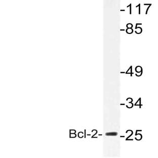 Bcl-2 (S50) pAb avatar