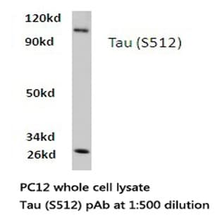 Tau (S512) pAb avatar