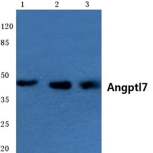Angptl7 (P346) pAb avatar
